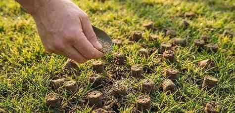A hand spreading grass seed over a lawn that has freshly pulled soil plugs.