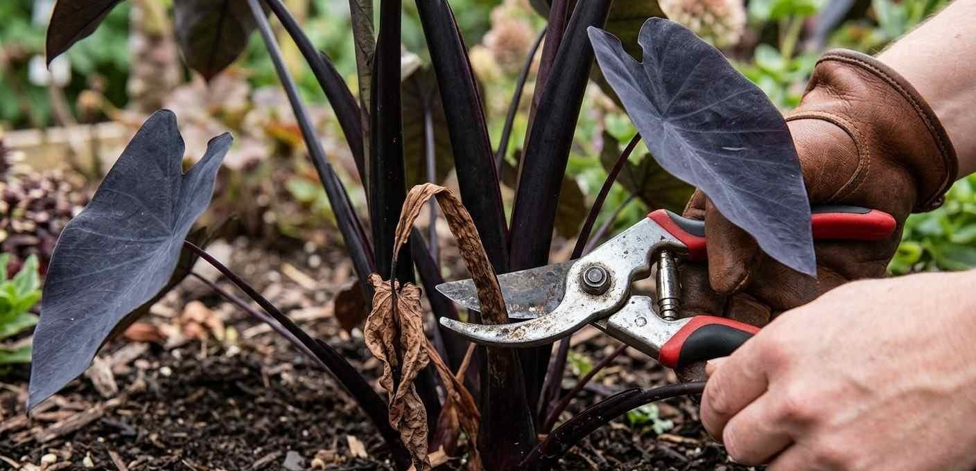 Pruning dead stems from a Colocasia Black Magic plant using gardening shears.