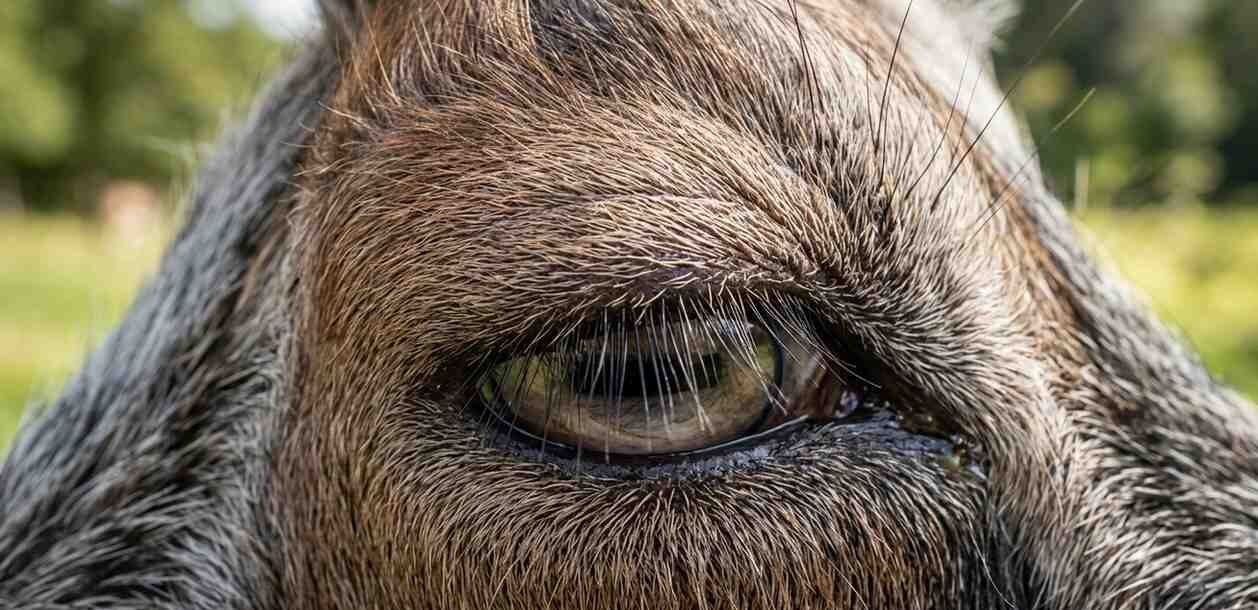 Goat Eyelid