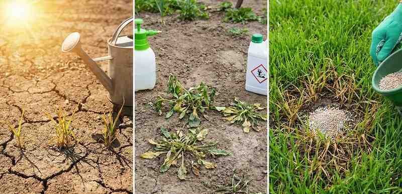 wrong way to growing grass