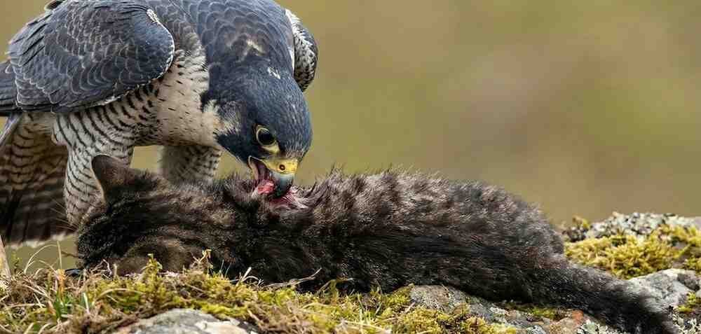 eagle eating cat