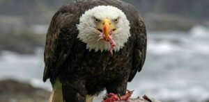 Best Guide About Eagle Diet and It’s Types