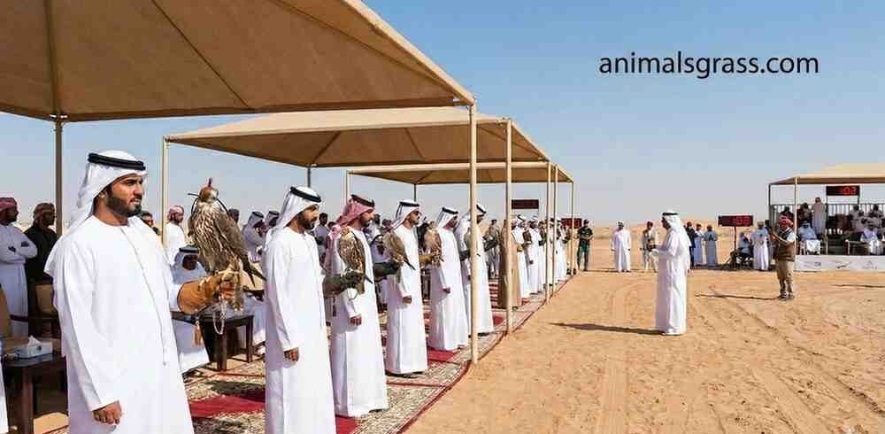 Arab's Falconry Competition