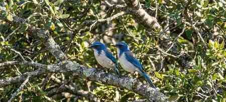  pair of California Scrub-Jays 