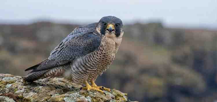 a wild peregrine falcon perched on a rocky outcrop
