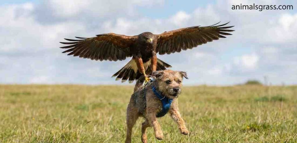hawk pick up a 20 pound dog