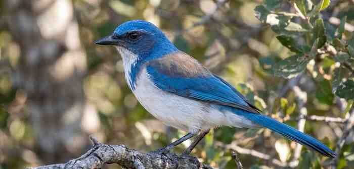 adult California Scrub-Jay