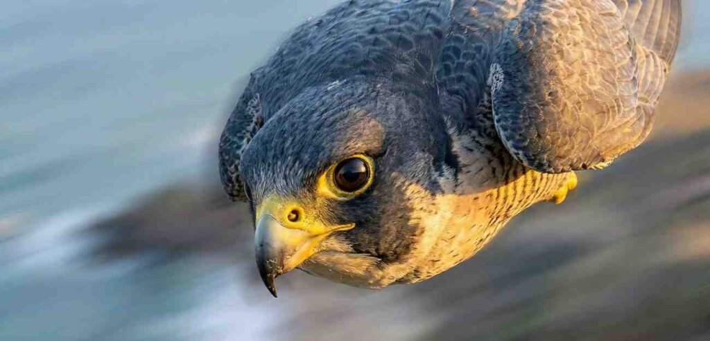 peregrine falcon flying