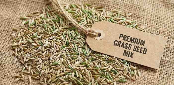 grass seeds