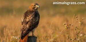 What is the easiest bird to falconry?