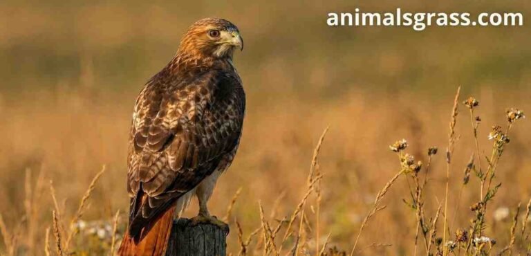 What is the easiest bird to falconry?