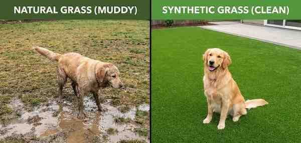 Comparison of natural grass vs synthetic grass for dogs showing cleanliness difference.