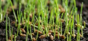 Growing Grass from Seeds in Limited Time