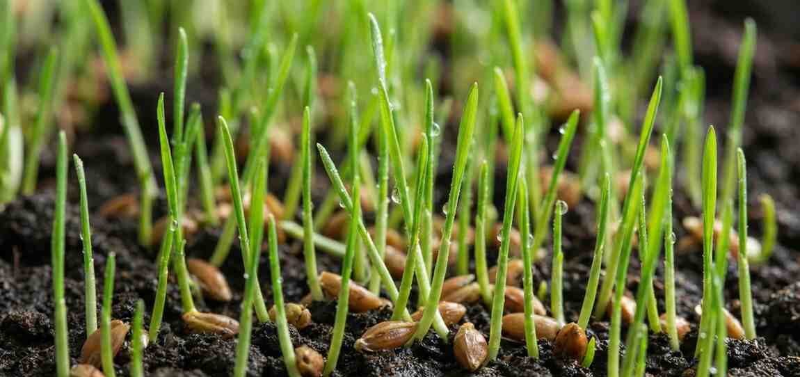 Growing Grass from Seed: How much Take It Take?