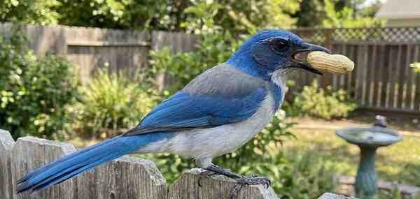  Scrub-Jay perched on a wooden backyard
