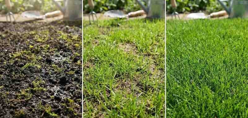 growing grass process