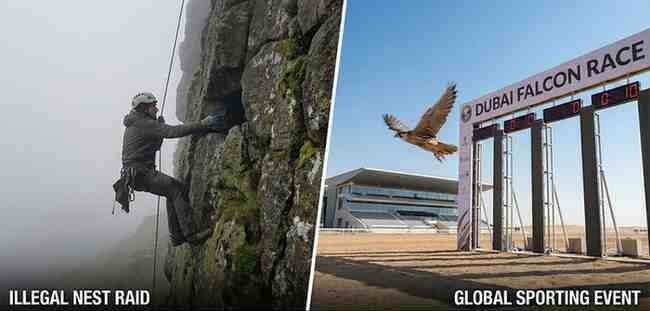 falcons nest to Duabi Route