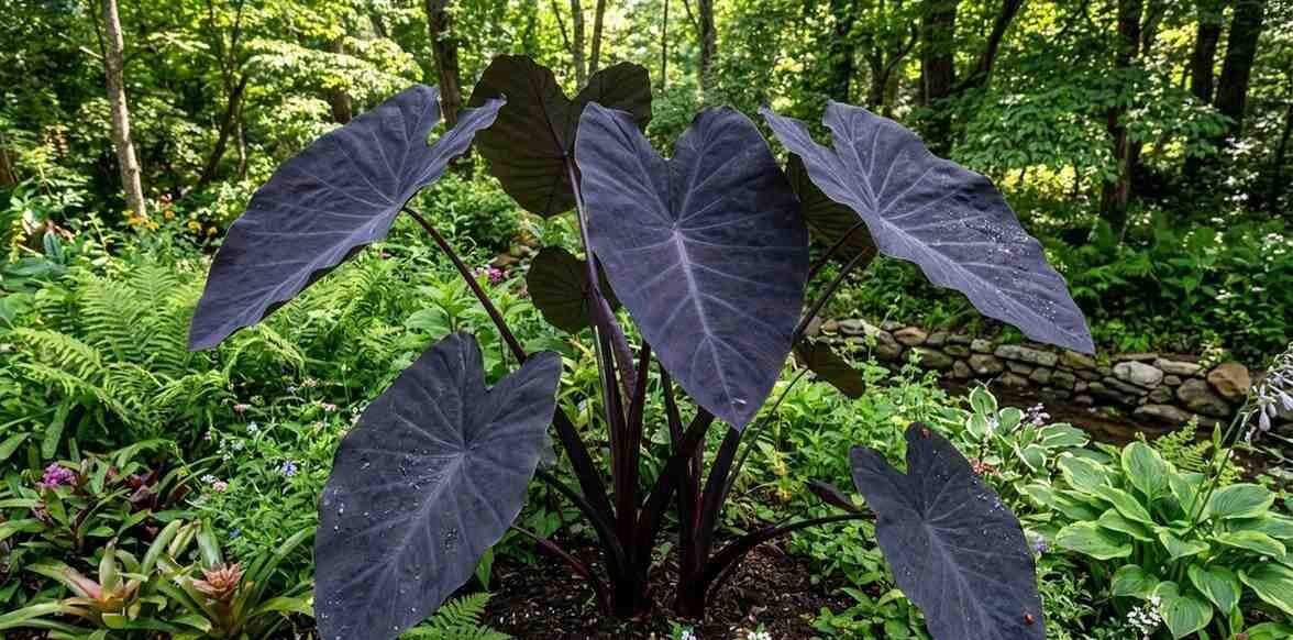 Large Black Elephant Ear plant (Colocasia esculenta) with dark purple foliage growing in a lush garden bed.