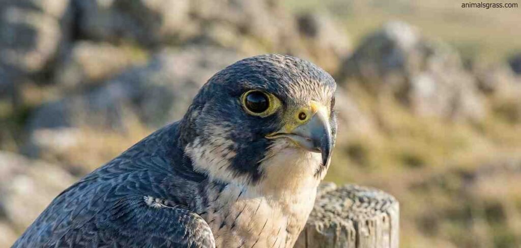 Intelligent Falcon Bird