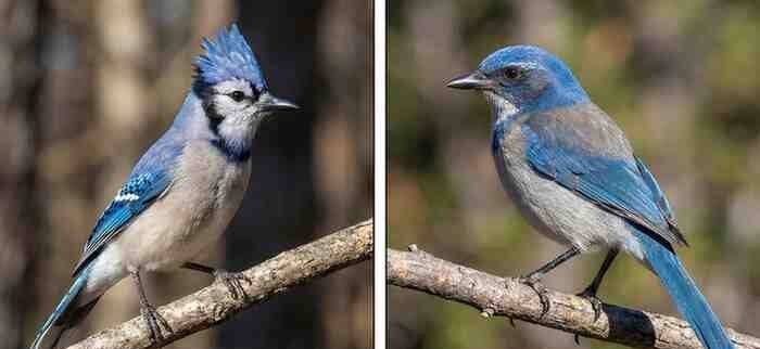 "Eastern Blue Jay (Crested)" and "California Scrub-Jay (No Crest)"