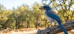 The California Jay Bird: A Complete Guide to the California Scrub-Jay