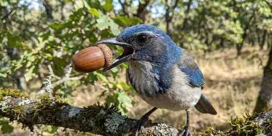 California Scrub-Jay holding a large oak acorn
