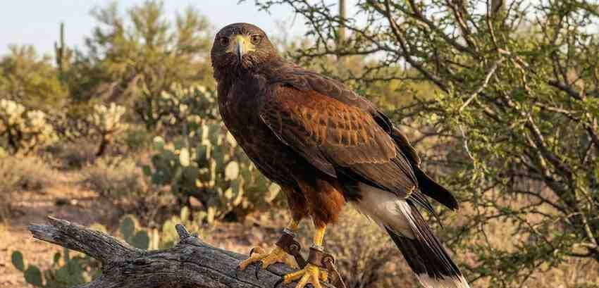 Harris's Hawk