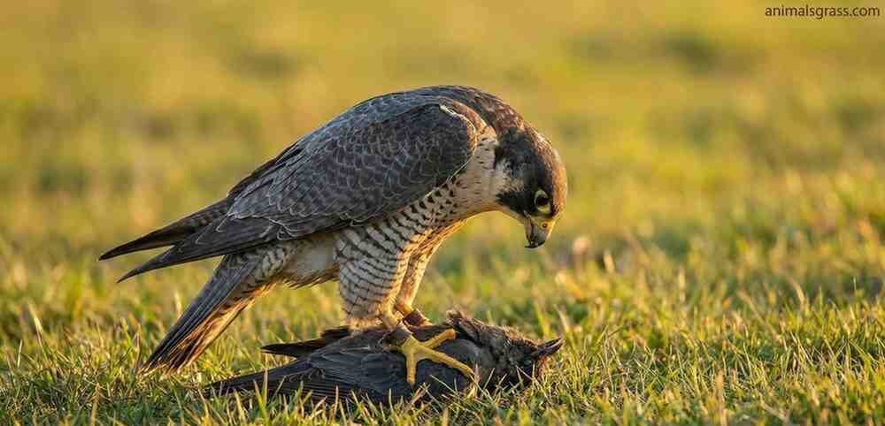 falconry bad for birds