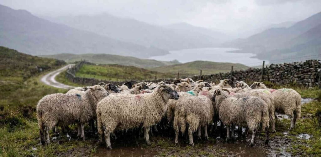 A flock of heavily fleeced sheep