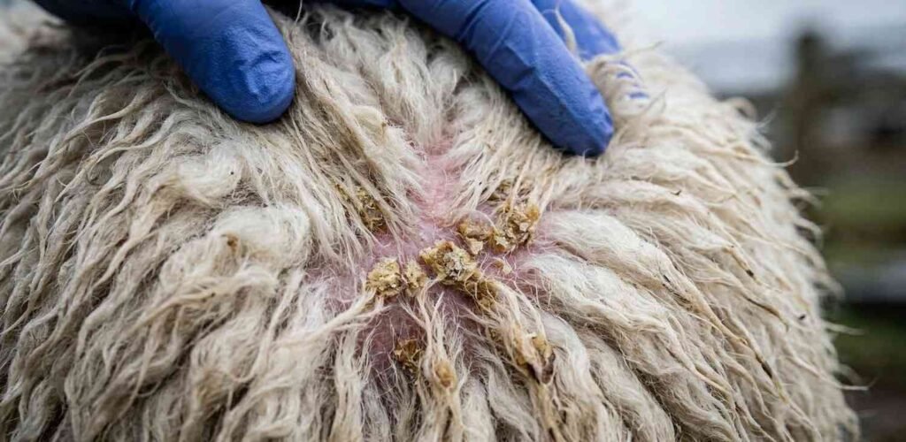 sheep's fleece parted to reveal yellowish, crusty scabs near the skin, indicating dermatophilosis or 'lumpy wool' caused by persistent wetness.