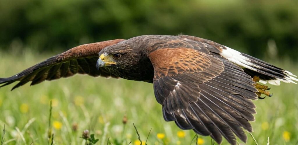 Harris's hawk flying low over a grassy green field.
