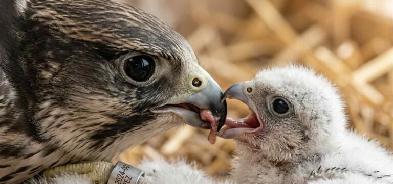 Falconry Breeding