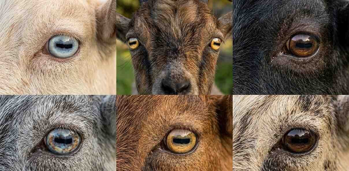 different eyes of goat