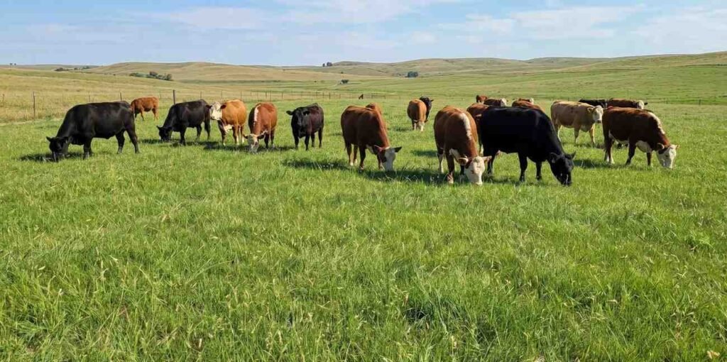 Domestic cattle grazing on a lush green pasture of drought-resistant buffalo grass