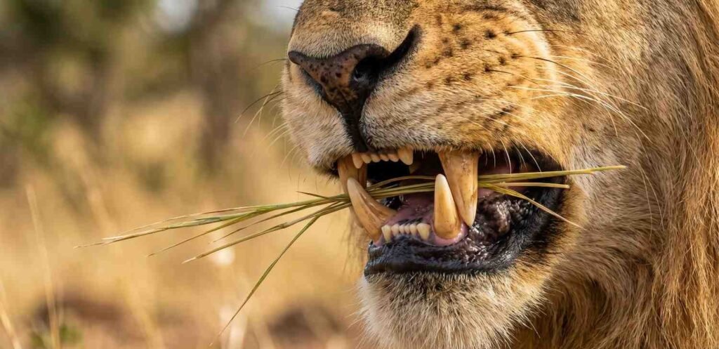 An extreme close-up of a lion's teeth grasping a few blades of savanna grass against a blurring background