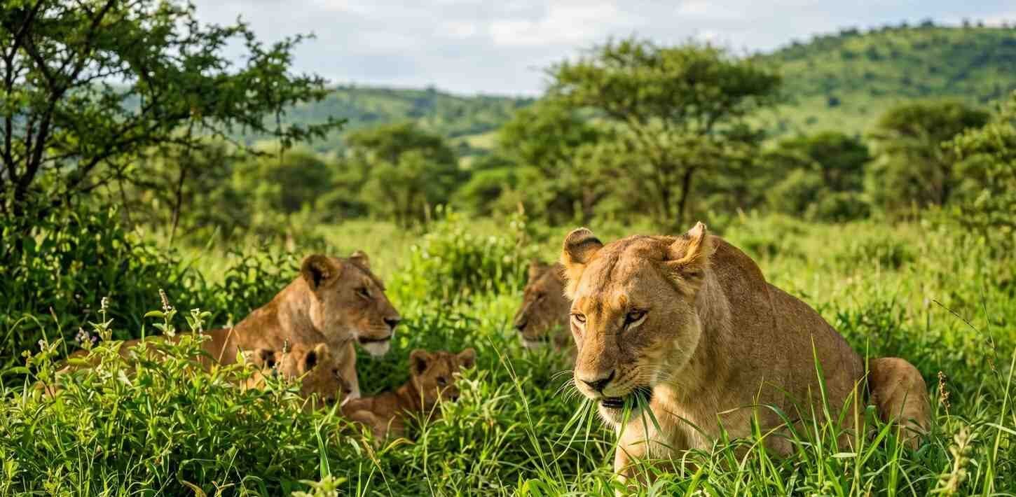 Lions Eat Grass