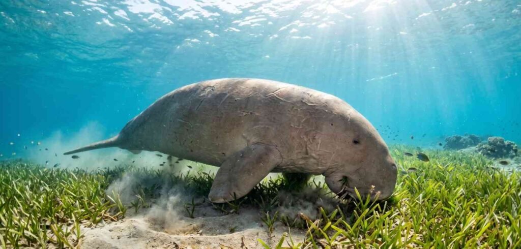 An adult dugong swimming close to the ocean floor while eating seagrass roots in a shallow coastal bay.