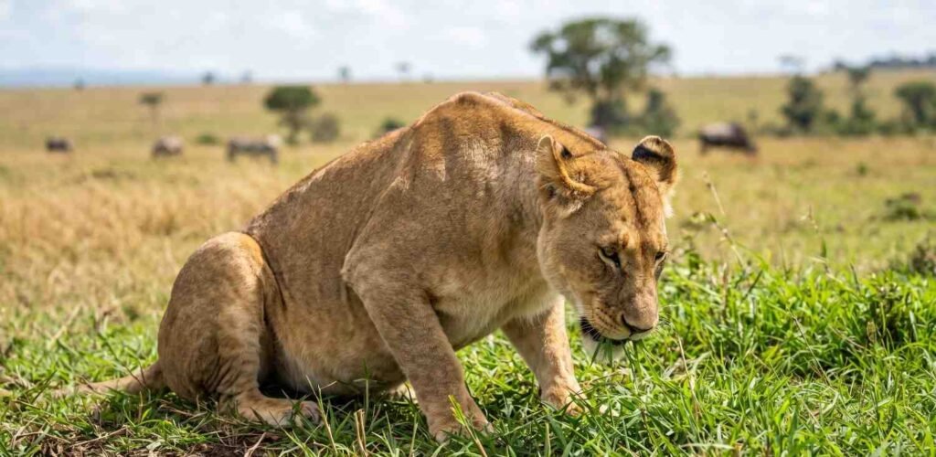 Female lioness crouched low to the ground taking a nibble of green savanna grass