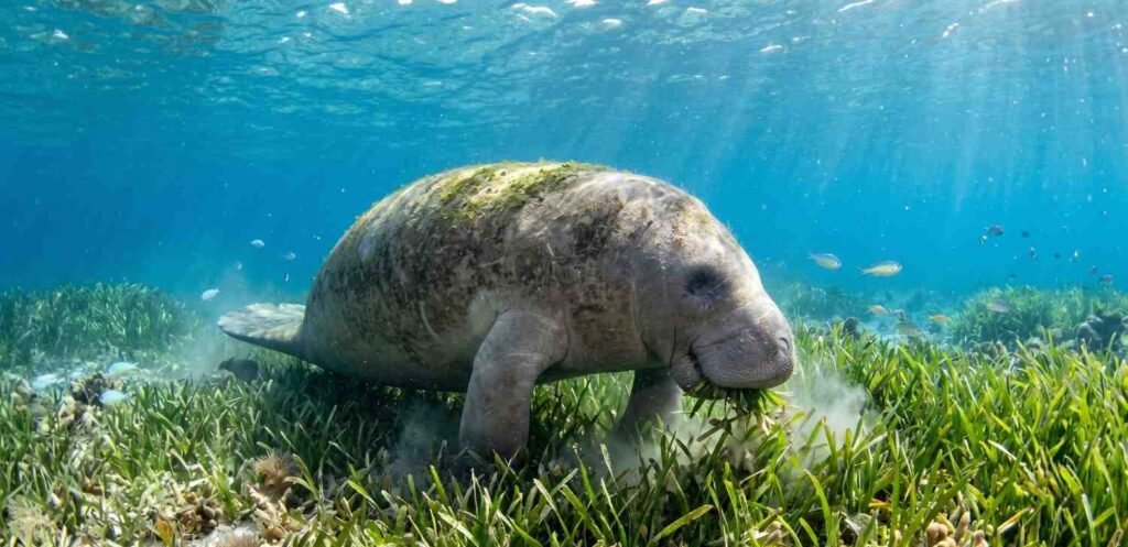 Animals Eat Sea Grass