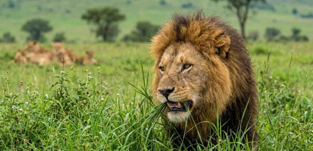 A close-up of a wild African male lion gracefully eating on tall green savanna grass