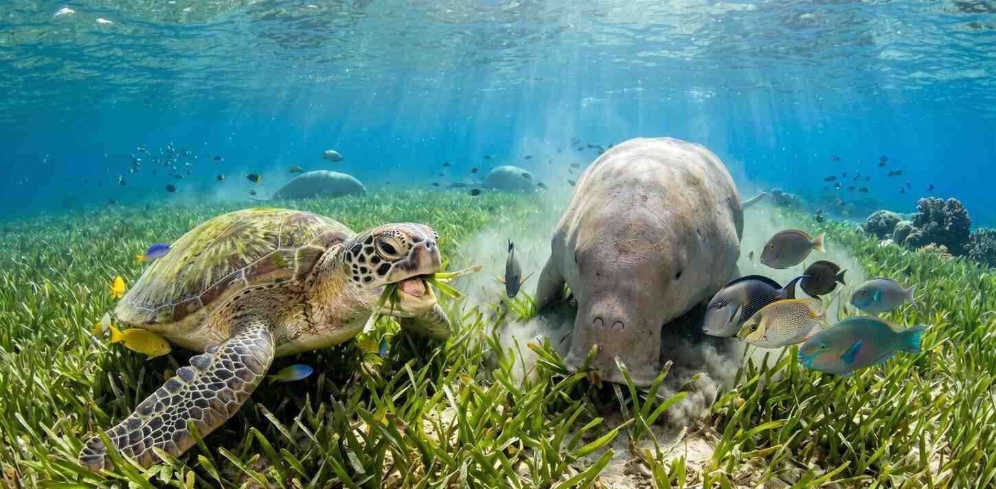 Animals Eat Sea Grass