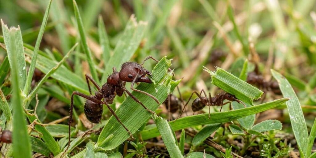 Ants Eat Grass