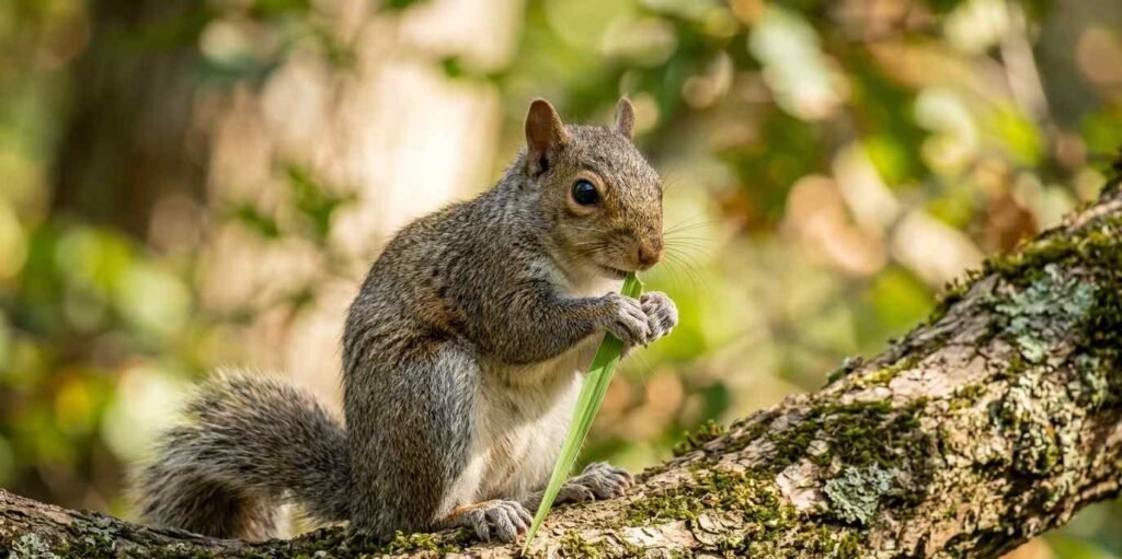 : A close-up of a small eastern gray squirrel holding a fresh blade of green grass in its paws on a sunny day.