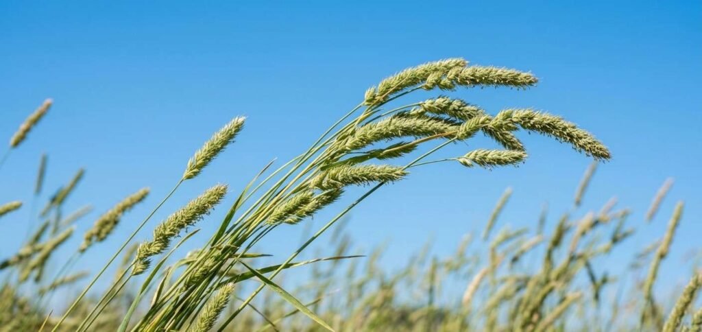 Close-up of healthy Timothy grass stalks blowing in the wind against a clear blue sky