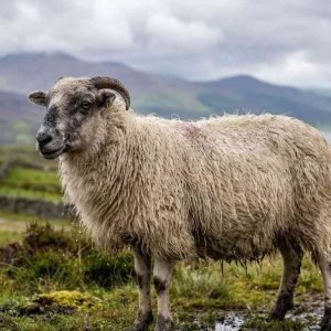 Sheep with Wet Wool