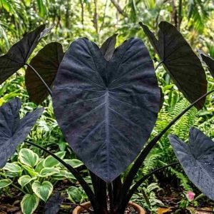 Black Elephant Ear Plant