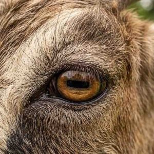 Goat Eyelid: A Deep Dive into Anatomy, Function, and Welfare