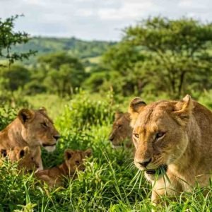 Lions Eat Grass