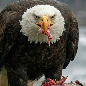 Eagle eat meat