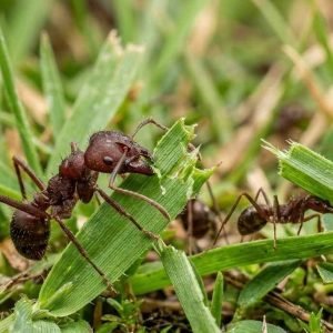 Ants Eat Grass